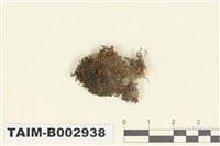 藏品(葉蘚屬)的圖片